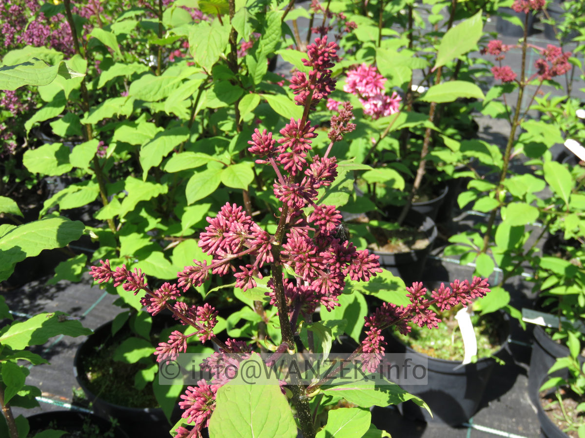 Syringa prestoniae Miss Canada 01.JPG